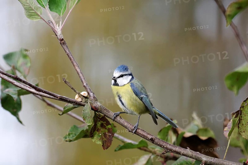 Blue tit (Cyanistes caeruleus), autumn, branch, apple tree, cute, colorful, bird feeding, The blue tit has discovered nuts in the tree