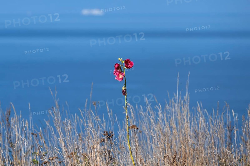 Red-blooming mallow (Malva) on the Baltic Sea, Ahrenshoop, Darß, Mecklenburg-Western Pomerania, Germany