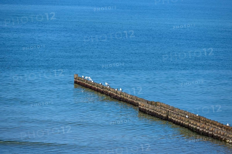 Silver gulls (Larus argentatus) sit on grooms in the Baltic Sea, Ahrenshoop. Darß, Mecklenburg-Western Pomerania, Germany