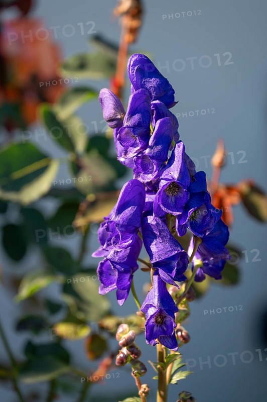Blooming aconite (Aconite), Darß, Mecklenburg-Western Pomerania, Germany