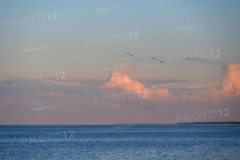 Migrating cranes (wildebeest) in the evening light over the Baltic Sea, Darß, Mecklenburg-Western Pomerania, Germany