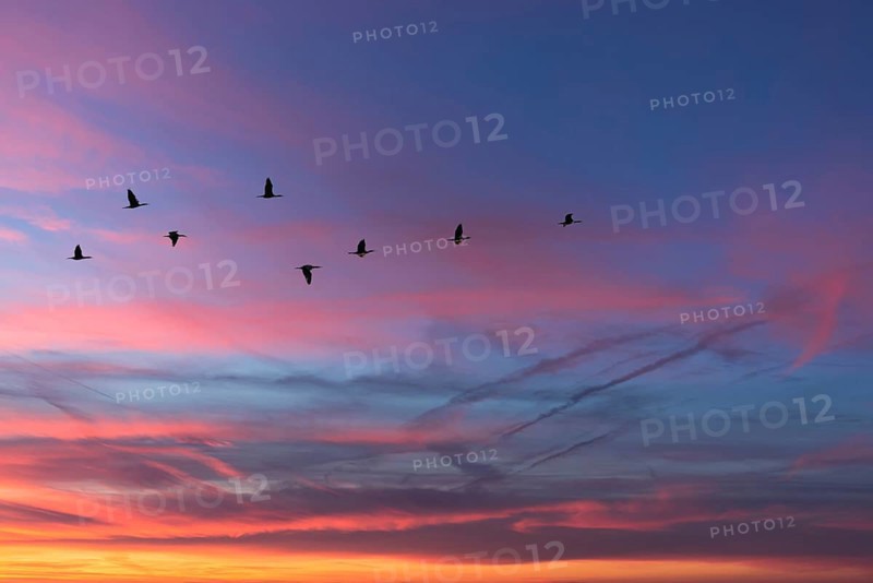 Migrating cranes (wildebeest) in the red evening sky over the Baltic Sea, Darß, Mecklenburg-Western Pomerania, Germany