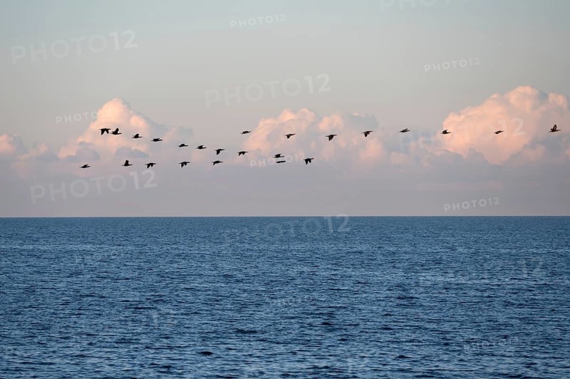 Migrating cranes (wildebeest) over the Baltic Sea, Darß, Mecklenburg-Western Pomerania, Germany