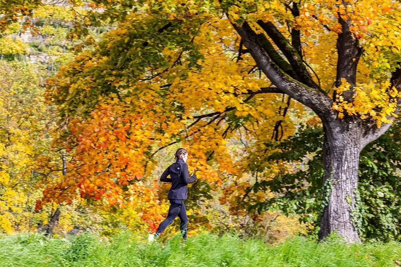 Autumn on the Neckar in Stuttgart-Münster. A tree with brightly colored leaves. The landscape in the Neckar Valley is popular with joggers and other leisure activities. Stuttgart, Baden-Württemberg, Germany
