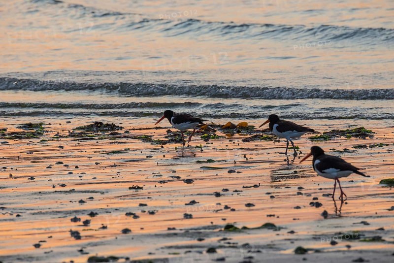 Two oystercatchers (Haematopus ostralegus), juvenile and adult, walk one after the other at sunset across a wet beach, atmospheric glow, calm, relaxed, warm atmosphere, reflecting light on water and beach, reflection, warm and cold tones, orange, yellow, gold, blue, violet, evening, shade, sandy beach, sand, shore, nobody, maritime, deserted, sea, waves, surf, wading bird, Birds, Limikolen, North Sea, Aade, Dune Island, Heligoland, Schleswig-Holstein, Germany