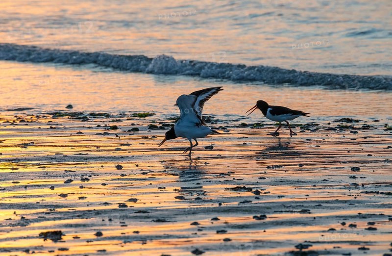 Two oystercatchers (Haematopus ostralegus), juvenile, adult, walk in a row across a wet beach at sunset, one shakes with spread wings, open beak, shouting, atmospheric, calm atmosphere, reflecting light on water and beach, reflection, warm and cool tones, orange, yellow, gold, blue, evening, sandy beach, sand, shore, maritime, deserted, sea, waves, surf, wading bird, limikolen, North Sea, Aade, Dune island, Heligoland, Schleswig-Holstein, Germany
