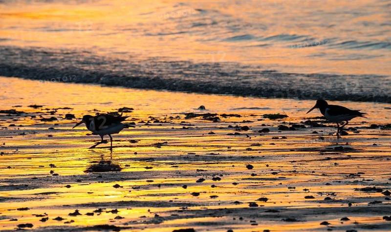 Two oystercatchers (Haematopus ostralegus), juvenile and adult, walk one after the other at sunset across a wet beach, atmospheric glow, calm, relaxed, warm atmosphere, reflecting light on the water and the beach, reflection, silhouette, warm tones, orange, yellow, gold, evening, shade, sandy beach, sand, shore, nobody, maritime, deserted sea, waves, surf, wading birds, Limikolen, North Sea, Dune Island, Heligoland, Pinneberg District, Schleswig-Holstein, Germany