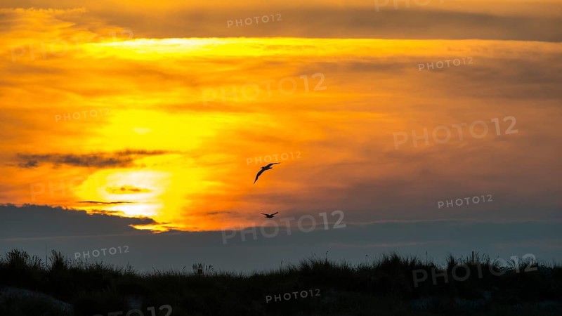 Two herring gulls (Larus fuscus) fly over a landscape, dunes with beach oats (Ammophila), fiery, colorful, atmospheric sunset with cloud bank, picturesque, gray clouds and golden light, calm atmosphere, warm atmosphere, peaceful, orange and gold, North Sea, Dune island, Heligoland, Pinneberg district, Schleswig-Holstein, Germany