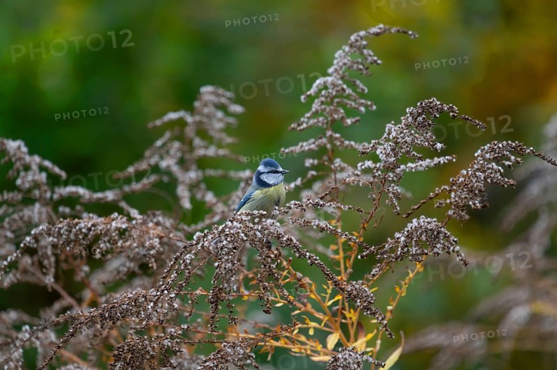 Blue tit (Cyanistes caeruleusan) on a withered Canadian goldenrod (Solidago canadensis), Bavaria, Germany