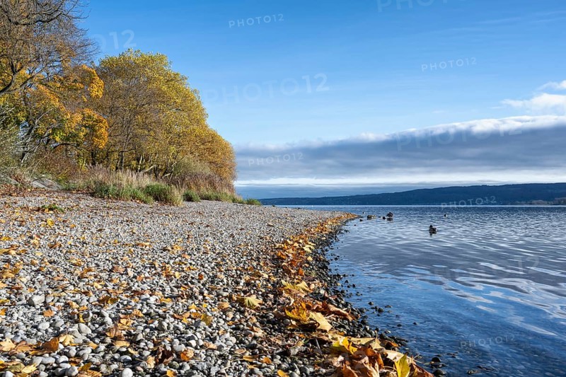 Gravel shore, pebble beach, Lake Constance shore at Mettnaupark near Radolfzell am Lake Constance, surrounded by autumn vegetation, Konstanz district, Baden-Württemberg, Germany
