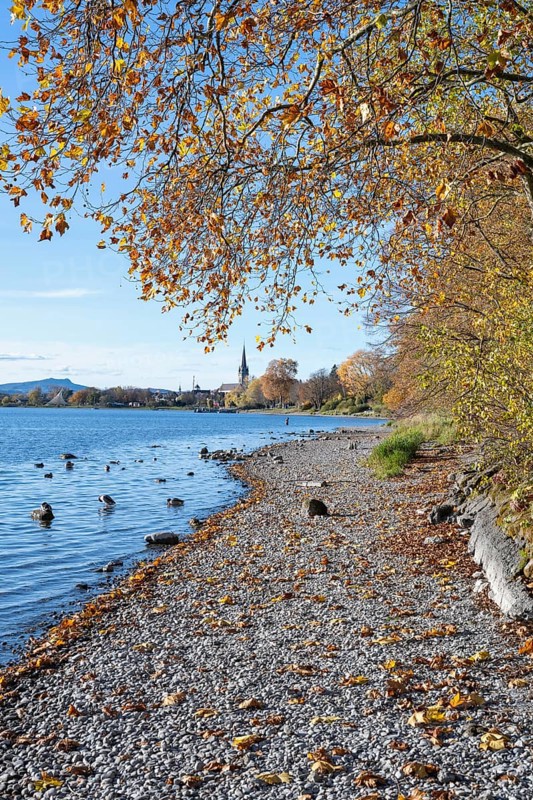 Gravel shore, pebble beach, Lake Constance shore at Mettnaupark near Radolfzell am Lake Constance, surrounded by autumn vegetation, Radolfzell Münster and the Hegauberge with Hohenstoffeln, Konstanz district, Baden-Württemberg, Germany