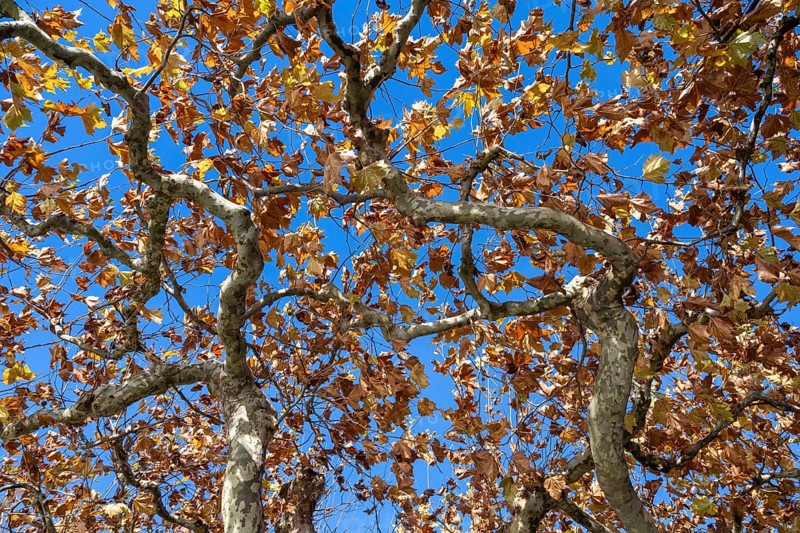 Roof plane trees with autumn vegetation near Radolfzell am Lake Constance, Konstanz district, Baden-Württemberg, Germany