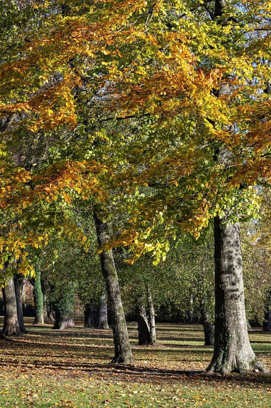 Autumn-colored deciduous trees in Mettnaupark, Mettnau peninsula, Radolfzell am Lake Constance, Konstanz district, Baden-Württemberg, Germany