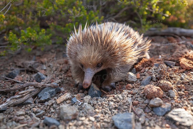 An echidna searches for food and rummages through the ground along the path at sunset. Warm light lies over rocks and the sea. Cape Raoul, Tasman Peninsula, Tasmania, Australia