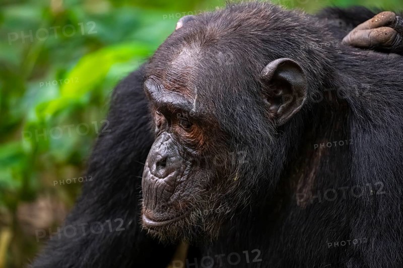 Chimpanzee (Pan Troglodytes), animal portrait, male grooming in the jungle, Kibale National Park, Uganda