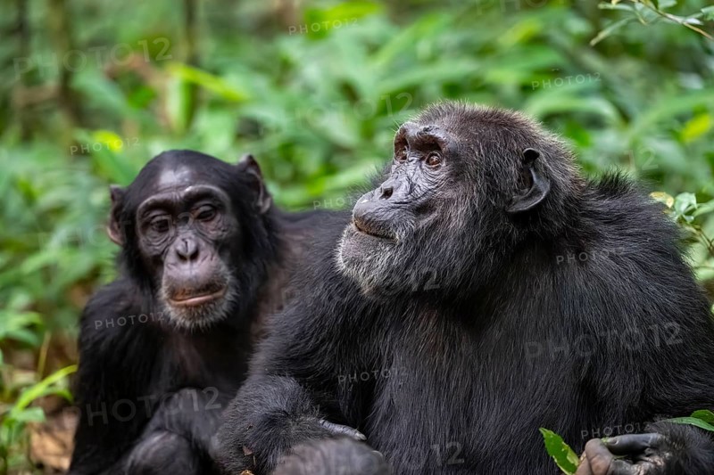 Two chimpanzees (Pan Troglodytes), animal portrait, adult males grooming in the jungle, Kibale National Park, Uganda