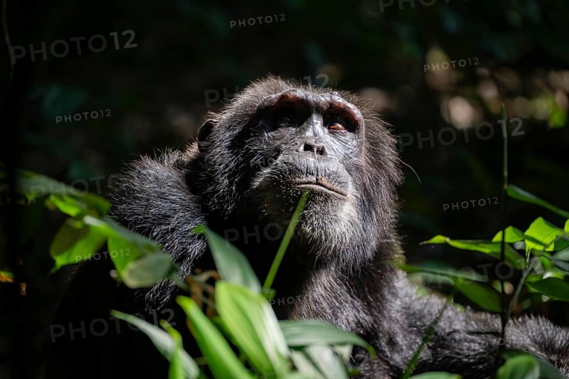 Animal portrait, chimpanzee (Pan Troglodytes), adult male looking up in the jungle, Kibale National Park, Uganda
