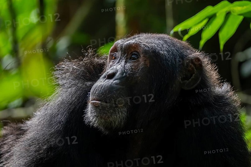 Beautiful animal portrait, chimpanzee (Pan Troglodytes), adult male in jungle, Kibale National Park, Uganda