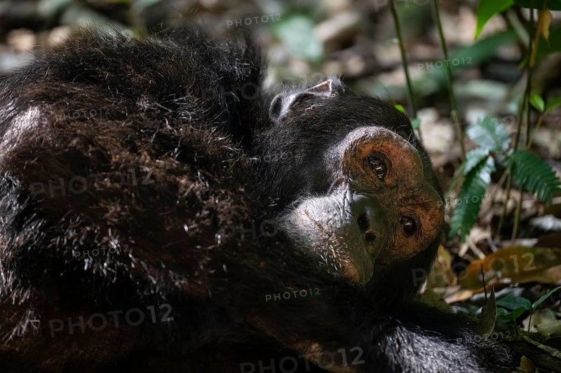 Animal portrait, chimpanzee (Pan Troglodytes), adult male in jungle, Kibale National Park, Uganda