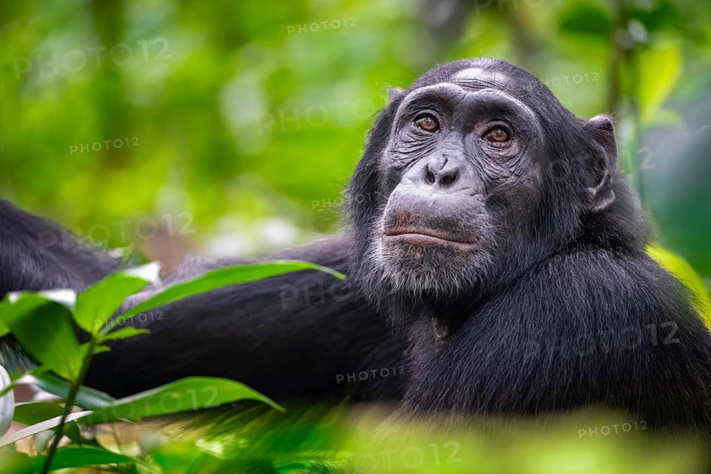 Animal portrait, chimpanzee (Pan Troglodytes), adult male among leaves in jungle, Kibale National Park, Uganda