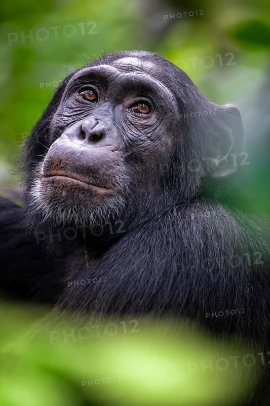 Animal portrait, chimpanzee (Pan Troglodytes) looking longingly, hopeful, adult male between leaves in the jungle, Kibale National Park, Uganda