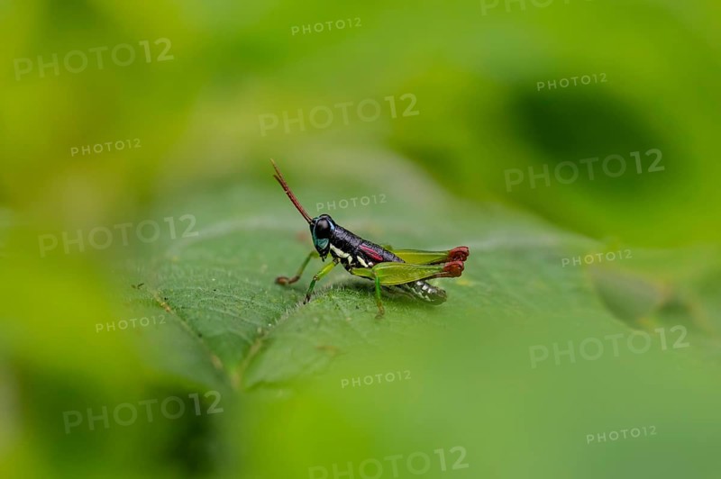 Green black grasshopper (Orthoptera) on a stem, Bwindi Impenetrable Forest, Uganda