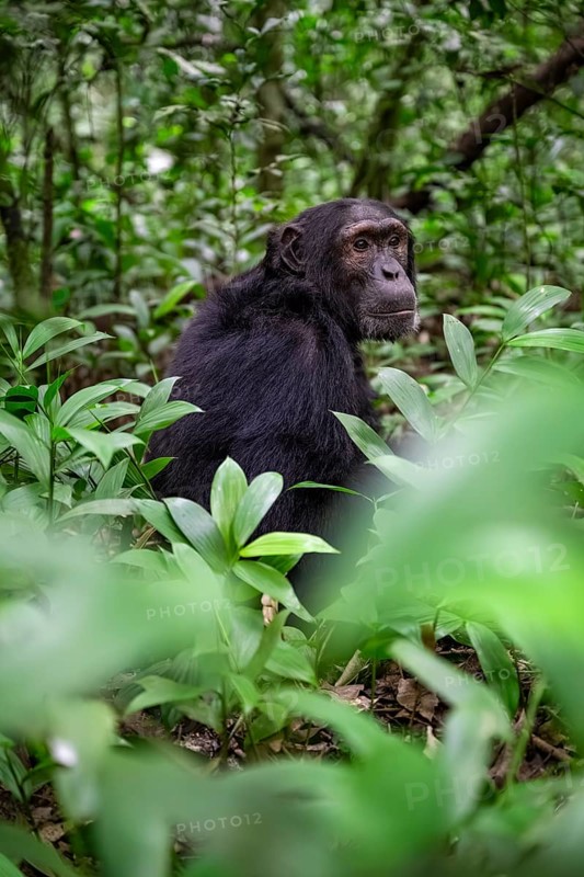 Chimpanzee (Pan Troglodytes), male on the ground, jungle in Kibale National Park, Uganda