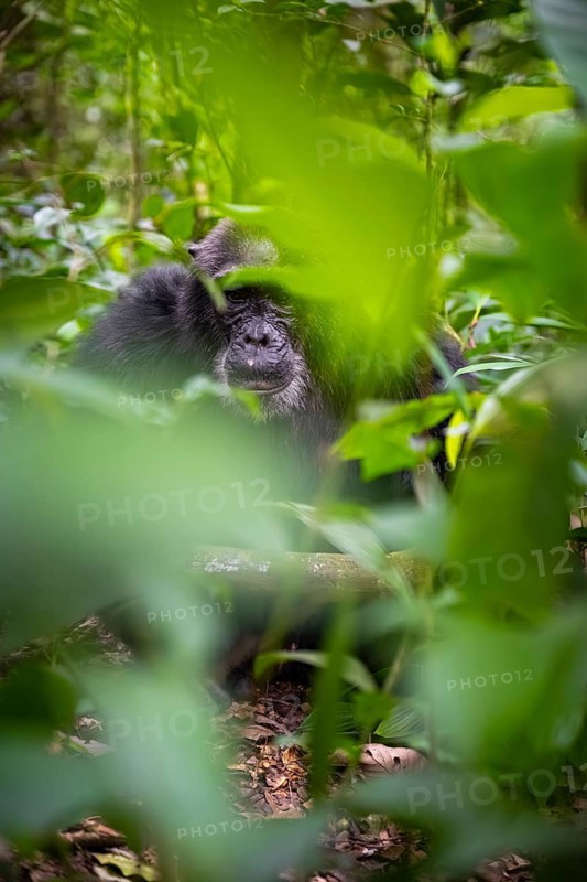 Chimpanzee (Pan Troglodytes), old man on the ground, atmosphere, green jungle in Kibale National Park, Uganda