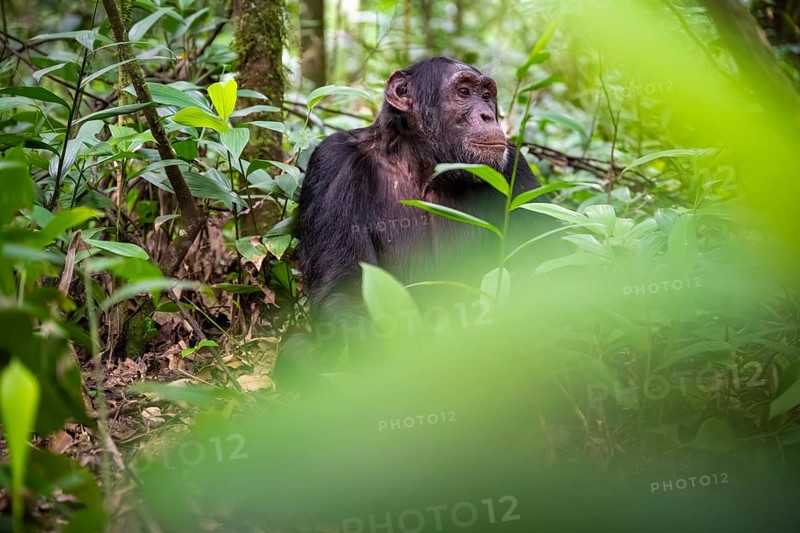 Chimpanzee (Pan Troglodytes), young animal, male looking thoughtfully, on the ground, mood, green jungle in Kibale National Park, Uganda