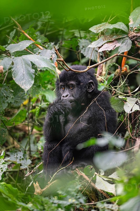 Mountain gorilla (Gorilla beringei beringei), juvenile, Bwindi Impenetrable Forest, Uganda