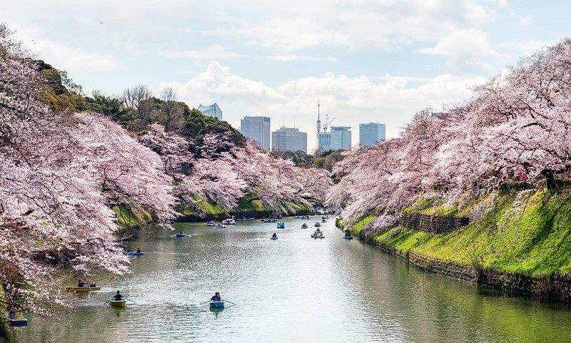 Chidorigafuchi Canal with rowing boat in front of blooming cherry trees, moat, Japanese cherry blossom in spring, Hanami festival, Chidorigafuchi Green Way, Tokyo, Japan