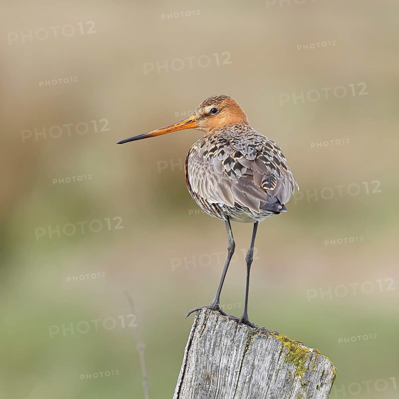 Blacktail (Limosa limosa), sitting room, on a fence post, snipe birds, wildlife, nature photography, wetland, ox moor, Dümmer See, Lembruch, Lower Saxony, Germany