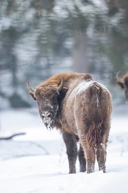 European bison (Bison bonasus) or Wisent standing on a meadow next to the forest in winter, snow, Bavaria, Germany