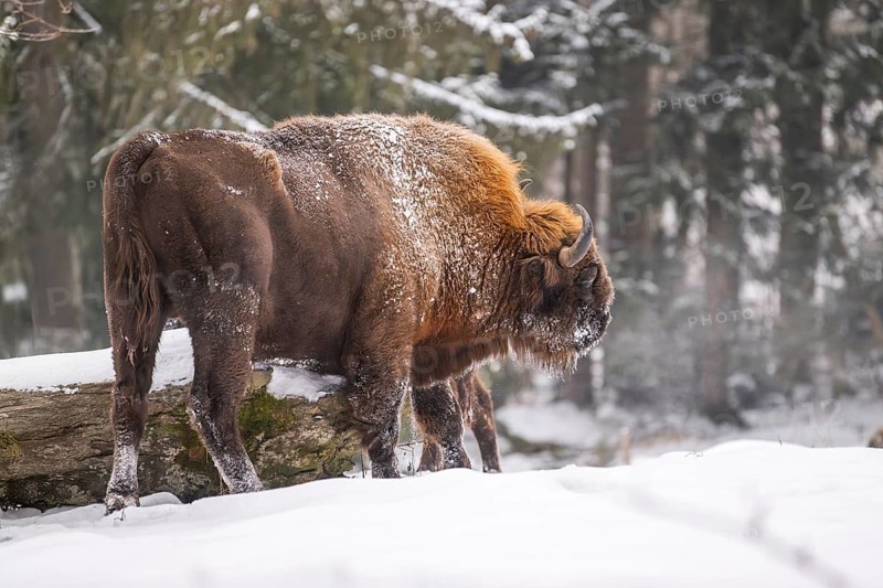European bison (Bison bonasus) or Wisent standing on a meadow next to the forest in winter, snow, Bavaria, Germany