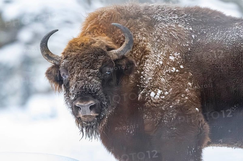 European bison (Bison bonasus) or Wisent portrait in winter, snow, Bavaria, Germany