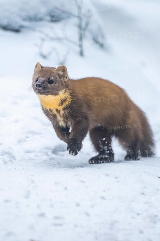 European pine marten (Martes martes) running in the snow in winter, National Park Bavarian Forest, Bavaria, Germany