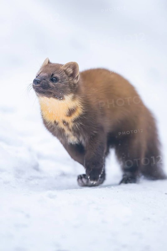 European pine marten (Martes martes) running in the snow in winter, National Park Bavarian Forest, Bavaria, Germany