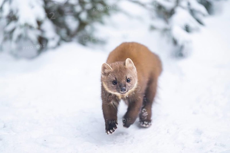European pine marten (Martes martes) running in the snow in winter, National Park Bavarian Forest, Bavaria, Germany