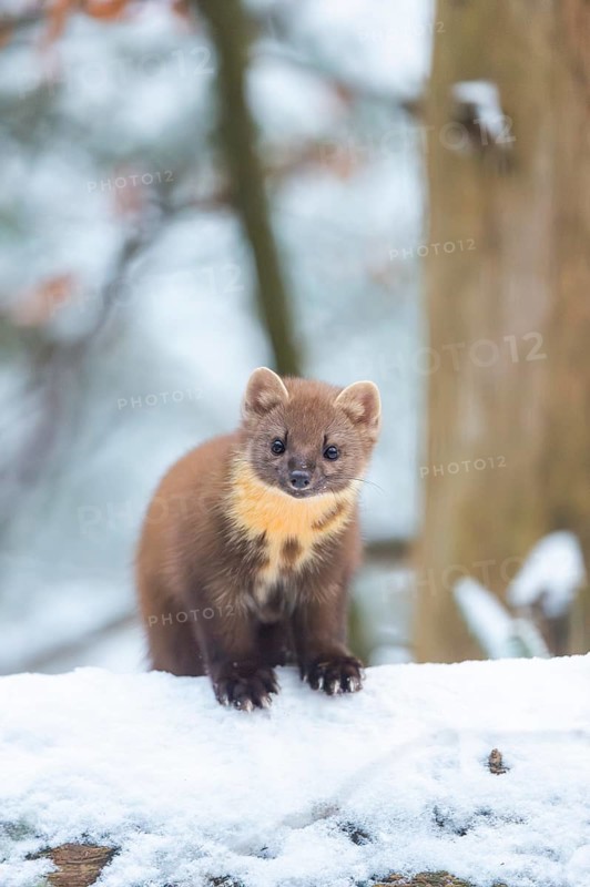 European pine marten (Martes martes) standing in the snow in winter, National Park Bavarian Forest, Bavaria, Germany