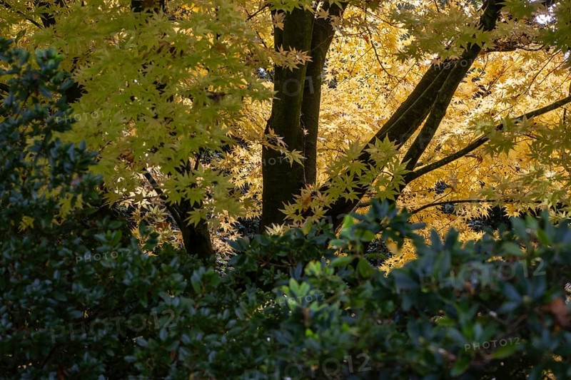 Japanese Japanese maple (Acer palmatum Sangu-Kaku) in autumn leaves, Emsland, Lower Saxony, Germany