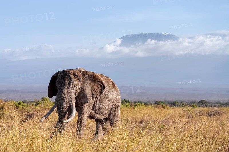 African elephant (Loxodonta africana) in picturesque landscape with the summit of Mount Kilimanjaro, old male with long tusks, in atmospheric evening light, Kajiado County, Kenya