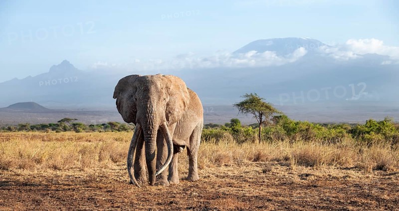 African elephant (Loxodonta africana) in picturesque landscape with the summit of Mount Kilimanjaro, the famous Super Tusker elephant Craig, old male with long tusks, in the evening light, Kajiado County, Kenya