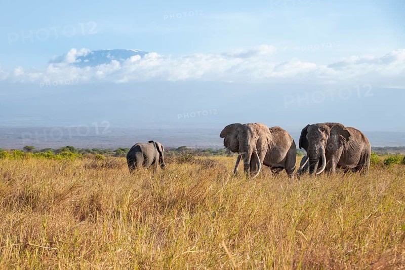 Two African elephants (Loxodonta africana) in a picturesque savanna landscape with the summit of Mount Kilimanjaro, the famous Super Tusker elephant Craig with his friend Pascal, old male with long tusks, in the evening light, Kajiado County, Kenya