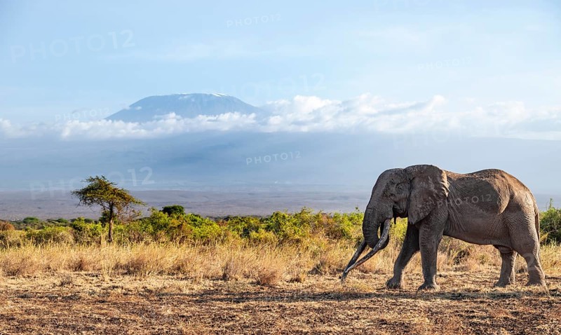 African elephant (Loxodonta africana) in picturesque savanna landscape with the summit of Mount Kilimanjaro, the famous Super Tusker elephant Craig, old male with long tusks, in the evening light, Kajiado County, Kenya
