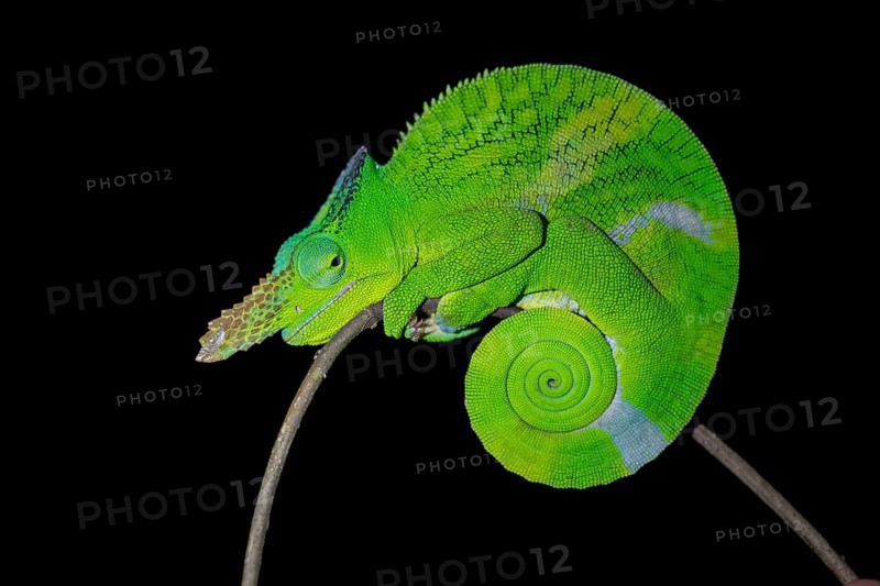 Matschie’s two-horned chamaeleon (Kinyongia matschiei), adult male, chameleon on a branch at night, Amani Nature Forest Reserve, Eastern Usambara Mountains, Tanga, Tanzania