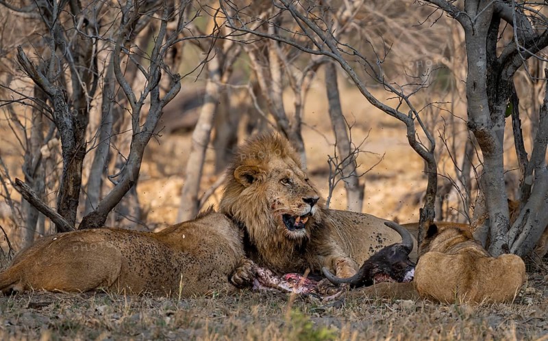 Lion (Panthera Leo) with kill, pack eats captured buffalo, adult male with prey, Moremi Game Reserve, Botswana