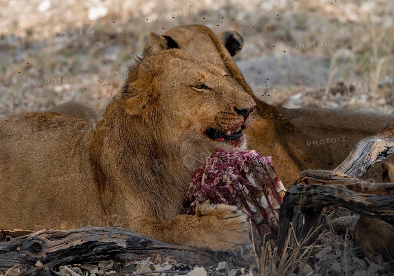 Lion (Panthera Leo) with kill, juvenile male eats the ribs of the captured buffalo, Moremi Game Reserve, Botswana