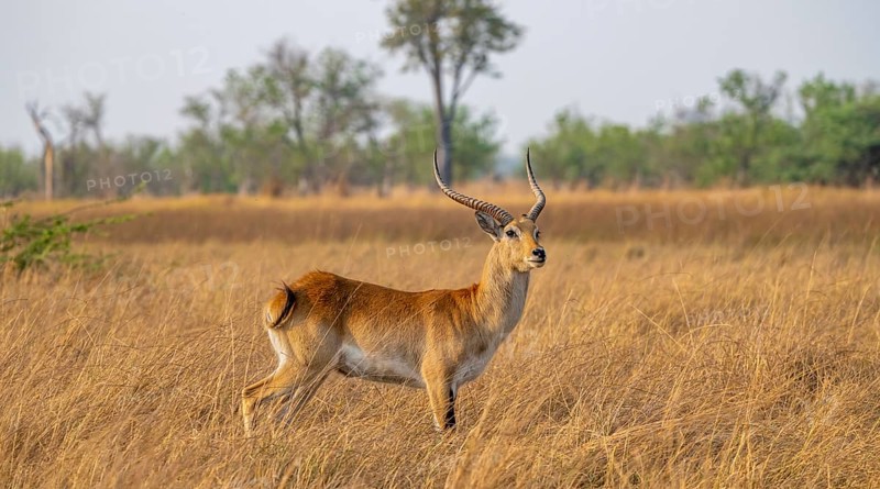 Letschwe or litchi bog antelope (Kobus leche), adult male, in tall dry grass, Okavango Delta, Moremi Game Reserve, Botswana