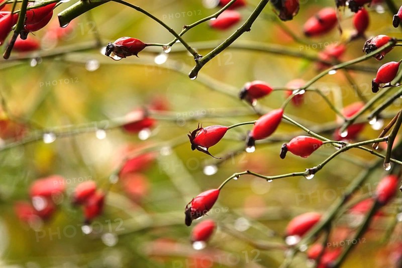Rose hips with raindrops, autumn, Germany