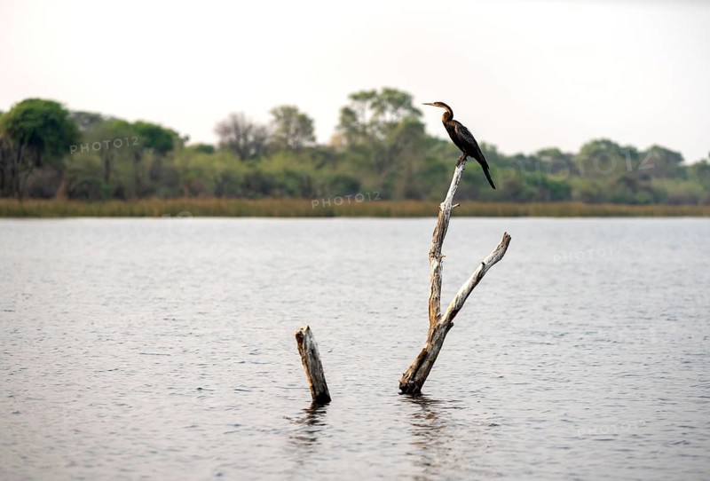 African Darter (Anhinga rufa) sitting on a dead tree in the river, Thamalakane River, Okavango Delta, Botswana